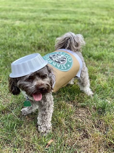 Homemade Dog Costumes For Dogs