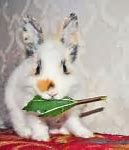 Image result for Mr. Rabbit Alice in Wonderland