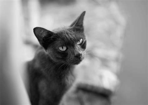 Image result for No Code Development