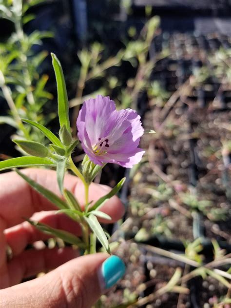 August 2024 Event Schedule for Palos Verdes Peninsula Land Conservancy ...