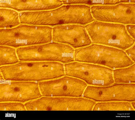 ONION SKIN CELLS EPIDERMAL CELLS SHOWS CELL STRUCTURE AND NUCLEUS ...