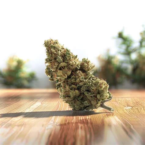 Space Center Strain - Versatile Hybrid