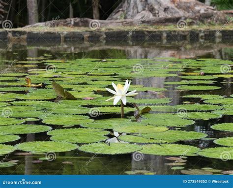 Lily Pads Float through the Water and Cover the Surface of a Pond Stock ...