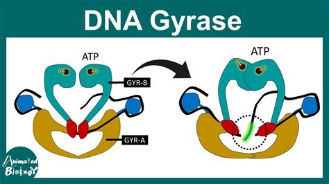 How Does DNA Replicate 的图像结果