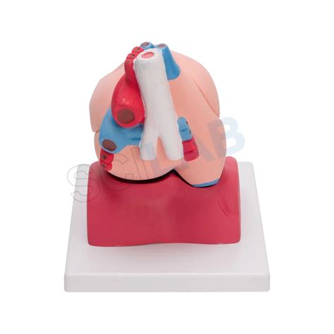 Human Heart