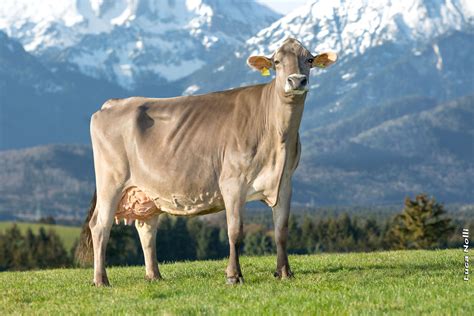 Brown Swiss Show Cow