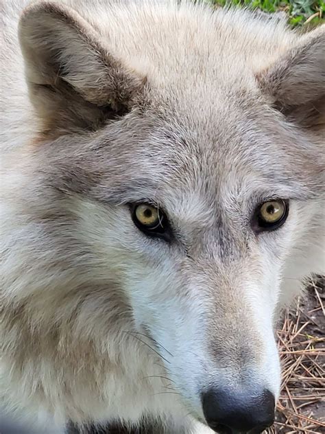 Exhibits Menominee Park Zoo - City of Oshkosh