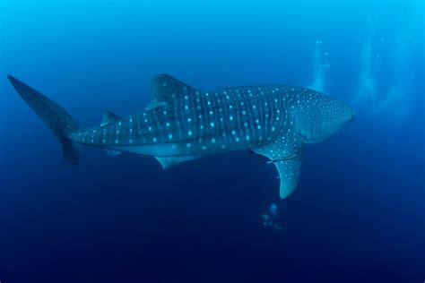 10 Mind-Blowing Facts About Whale Sharks | Sierra Madre Divers