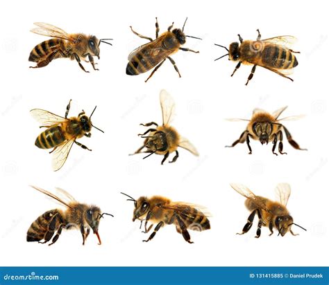 Group of Bee or Honeybee in Latin Apis Mellifera, European or Western ...