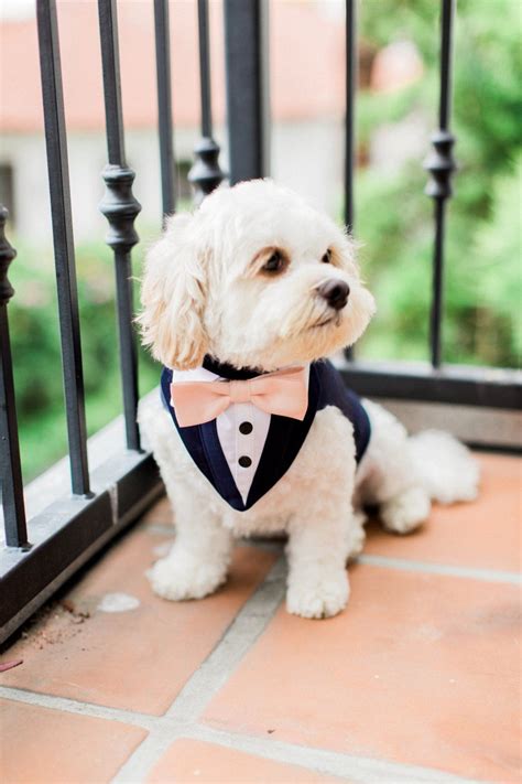 Dog Tuxedo Pattern - Pattern Inspiration Daily