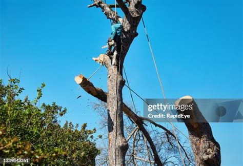 Image result for Chainsaw Tree Fall