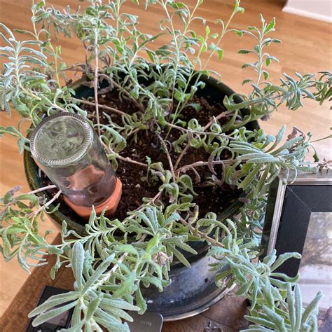 Light Requirements For Your English Lavender