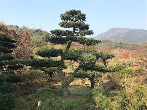 大阪松和五针松的特点简介以及如何区分-常见问题-长景园林网