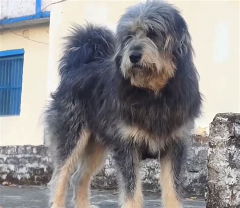 10 Most Popular Indian Pariah Desi Mix Dog Breeds - HubPages