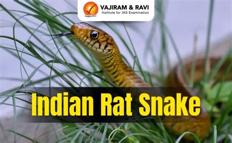 Indian Rat Snake, Distribution, Ecological Significance, Latest News