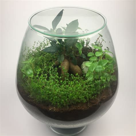 Good Plants For Closed Terrariums at Sandra Bump blog