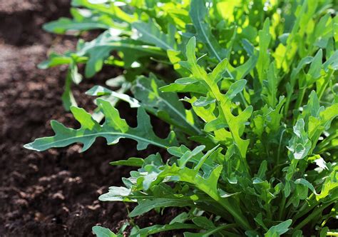 Guía completa sobre cuándo plantar rúcula: siembra, cuidados y cosecha