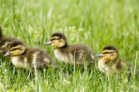 Cute Baby Ducks Swimming