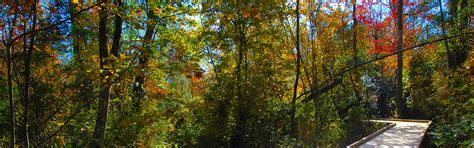 Great Dismal Swamp Trails
