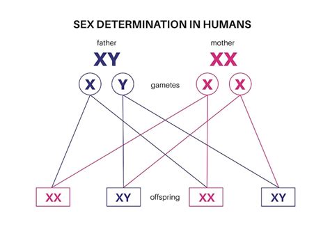 Sex determination in humans male and female sperm and eggs x and y ...