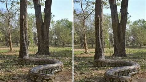 Python Climbing Tree 的图像结果