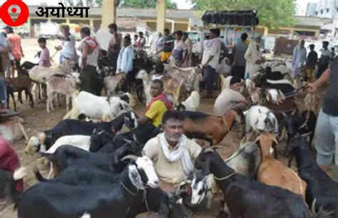 Goats decorated market for Bakrid Shera worth 1.25 lakh and Sultana ...