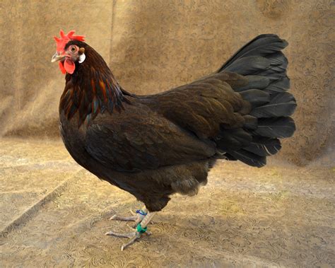 Leghorn Chicken Egg Yolk Leghorn Laying Hen Tf - PrimaNYC.com