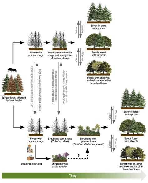 Ecology, Floristic–Vegetational Features, and Future Perspectives of ...