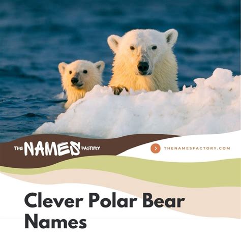 320+ Best Polar Bear Names for Your Snowy Buddy
