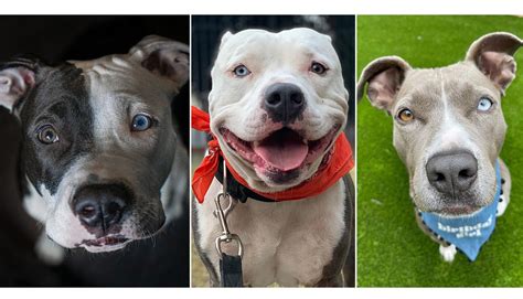 Heterochromia In Dogs Gives Them Mesmerizing Multi-Colored Eyes [With ...