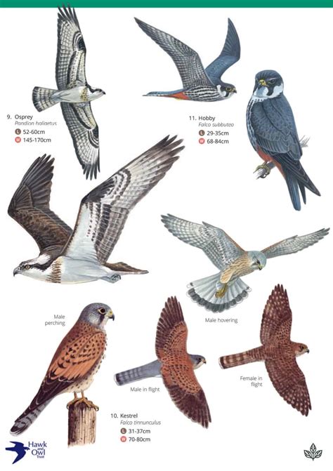 Prey Of Birds