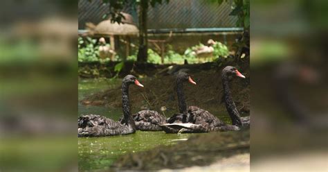Assam State Zoo Cum Botanical Garden | LBB