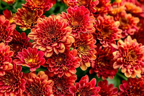 How To Pick Mums | Storables