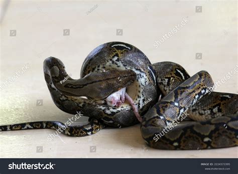 Reticulated Python Feeding 的图像结果