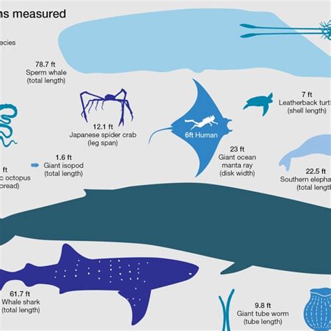 Blue Whale Compared To Megalodon