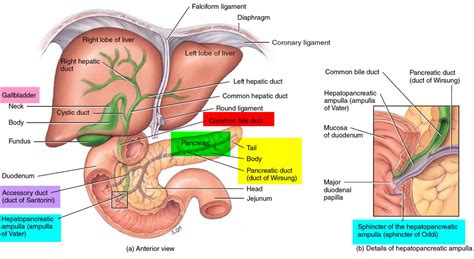 Image result for Duodenum Part