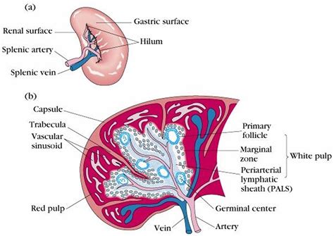 What Does Spleen Do