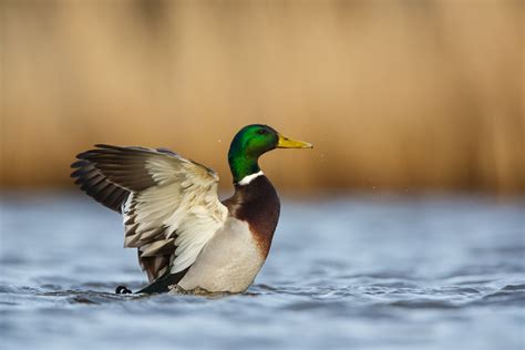 Utah unveils wildlife plan to protect endangered species | Utah Public Radio