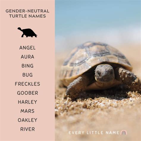 310+ Best Turtle Names (Cute, Funny, and Turtle-ly Awesome) - Every ...