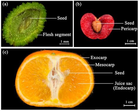 Comprehensive Analysis of Hormonal Signaling Pathways and Gene ...