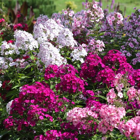 Phlox Plants in Perennials - Walmart.com