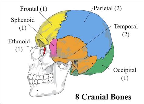 NCERT Summary: Summary of Biology- 2 - Science and Technology for UPSC ...