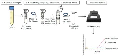 Assay for Evaluating the Abundance of Vibrio cholerae and Its O1 ...