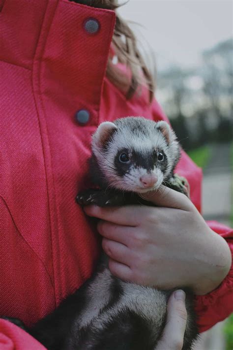 What Is The Longest Lifespan Of A Ferret? - My Happy Ferret