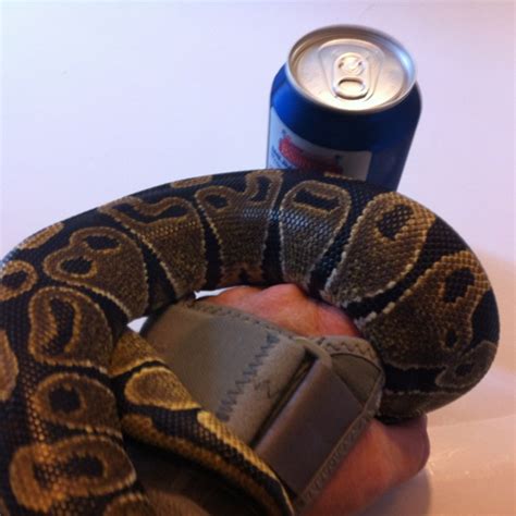 Image result for Ball Python Size Female