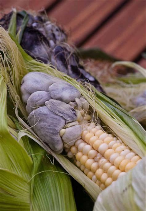 Corn Fungus Pictures at Leonard Gagliano blog