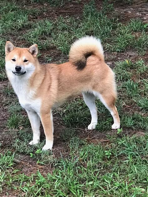 Finding Reputable Shiba Inu Breeders Near Me: Your Guide to a Happy, Healthy Puppy