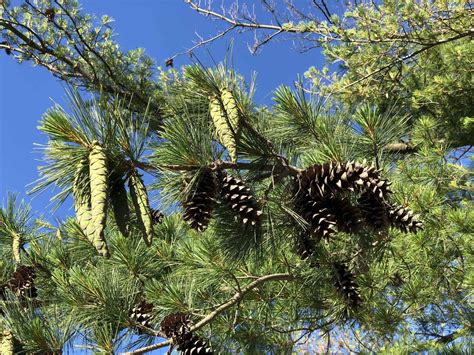 10 Types of Pine Cones - Shapes, Sizes and Colors - A-Z Animals