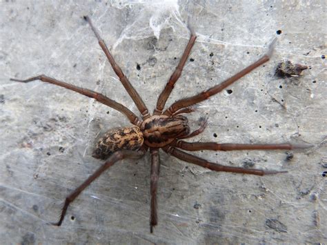 Giant house spiders the size of mice 'invading' UK homes following warm ...