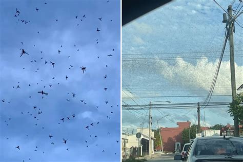 Swarm Of Locusts Bible